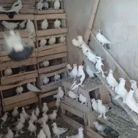 ۸۰تاکفترسفیدوامپراطور