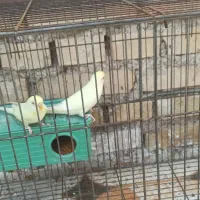 مرغ عشق هلندی لیمویی