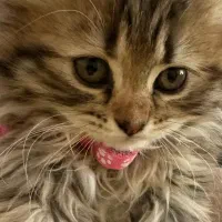 واگذاری گربه برتیش|گربه|زنجان, |دیوار