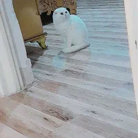 گربه اسکاتیش