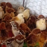 جوجه گلپایگانی