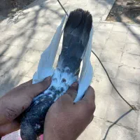 کله دمی سرجوزی|پرنده|بروجرد, |دیوار