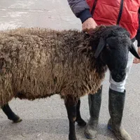 بره نر ۵۵ کیلویی چاق|حیوانات مزرعه|قزوین, |دیوار