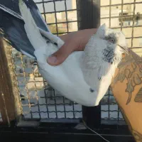 کفتر پرشی|پرنده|تهران, بهمن یار|دیوار