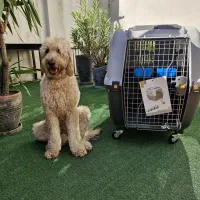 پت شاپ و پانسیون ریواس اجودانیه