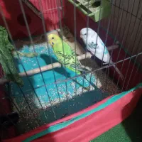 پرنده مرغ عشق