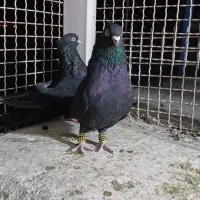 کبوتر سیاه آبادانی