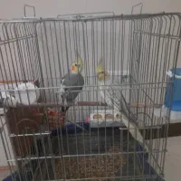 فروش عروس هلندی