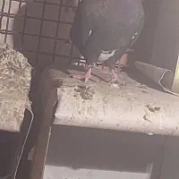 پلنگ|پرنده|کرمان, |دیوار