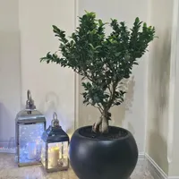 بونسای شیک و سلامت کامل