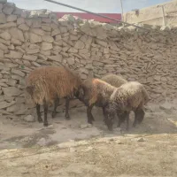 قوچ همو وبره های هارو|حیوانات مزرعه|بجنورد, |دیوار