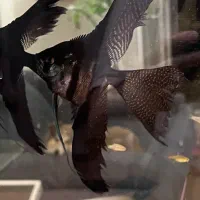 پلکو زبرا و تایگر و آنجل دودی|ماهی|تهران, زعفرانیه|دیوار