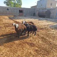 بره نر وماده