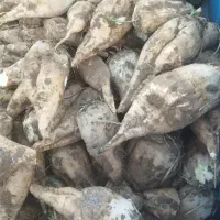 چغندر قند جوین 10 تومن