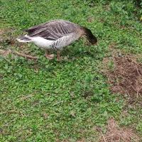 غاز.. محلی ماده تخمگذار