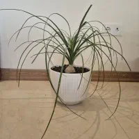 گل لیندا