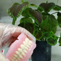 ساخت انواع دندان مصنوعی