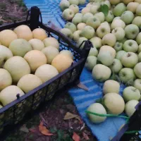 باغ سیب فروشی|فروش خانه و ویلا|نهاوند, |دیوار