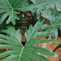 گل برگ انجیری|گل و گیاه طبیعی|کرچمبو, |دیوار