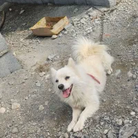 سگ پاکوتاه|سگ|بند زرک, |دیوار