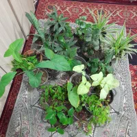 گلهای طبیعی سرحال|گل و گیاه طبیعی|شیروان (خراسان), |دیوار