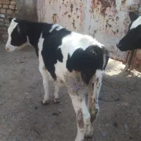 گوساله|حیوانات مزرعه|رضویه, |دیوار