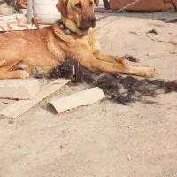 سگ پژدر|سگ|بیجار, |دیوار