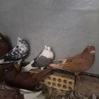 کبوتر پرشی|پرنده|خرم‌آباد, |دیوار