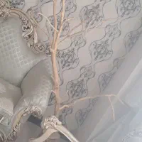 درختچه پرندگان