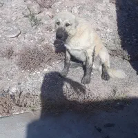 سلام سگ معاوضه با کفتر