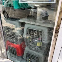 باکس پت همه سایز و برند پت شاپ مشهد|لوازم جانبی حیوانات|مشهد, گلبرگ|دیوار