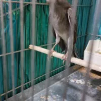 قناری دوساله دهن سر لر بخون دهن ایوب رحمتی