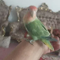 طوطی برزیلی|پرنده|مرند, |دیوار