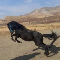 اسب پونی و فلابلا