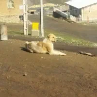 سگ پژدر|سگ|سارال, |دیوار