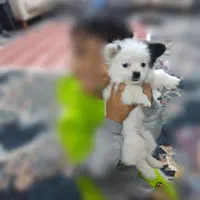 توله سگ شیتوزپامر