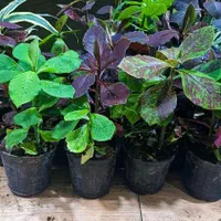 گل فردوس|گل و گیاه طبیعی|بیرجند, |دیوار