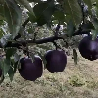 فروش نهال سیب سرخ فرانسوی