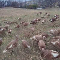 بوقلمون بوربون محلی|حیوانات مزرعه|بانه, |دیوار