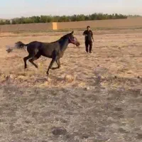 مادیون۲سال ونیم