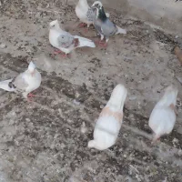 6تا کفتر