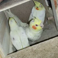 سه عدد جوجه عروس هلندی لوتینو