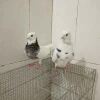 یجفت کبوتر طوقی نر و ماده کار داده و آماده جفتن|پرنده|اصفهان, مارچین|دیوار