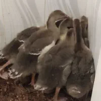 غاز اکراینی ۴۵ روزه