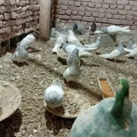 کله الماسی|پرنده|بناب, |دیوار