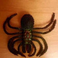 عنکبوت خارجی نو