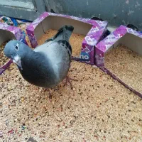 جوجه پلاکی مسافتی|پرنده|زرند, |دیوار