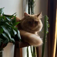 گربه پرشین ۱۰ ماهه