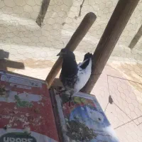 کبوتر فروشی|پرنده|فارسان, |دیوار