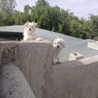 سگ خانگی نروماده واکسن خورده